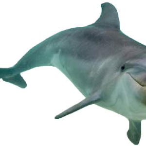 Dolphin PNG image