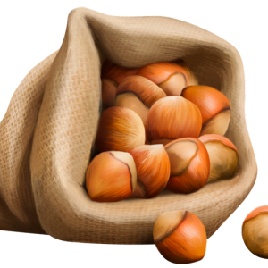hazelnut PNG