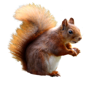 Squirrel PNG