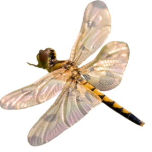 Dragonfly PNG