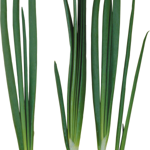 Leek PNG