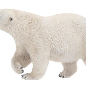 Polar white bear PNG