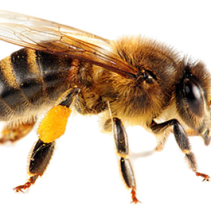 Bee PNG image
