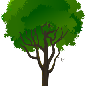 tree PNG
