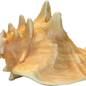 Conch PNG