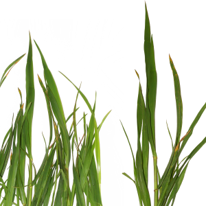 Grass PNG