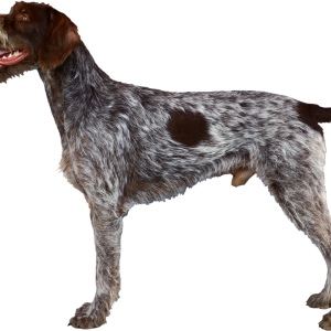 Dog PNG