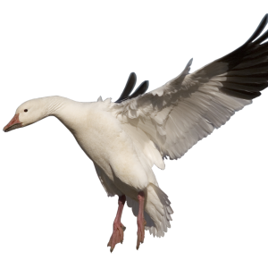 Goose PNG