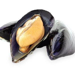 Mussel PNG