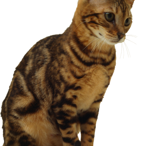 kitten png image, free download picture