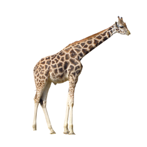 Giraffe PNG