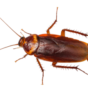 Roach PNG