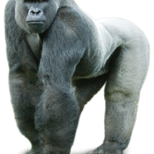 Gorilla PNG