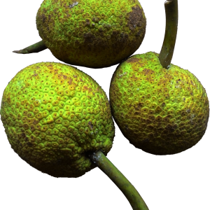 Jackfruit PNG fruit