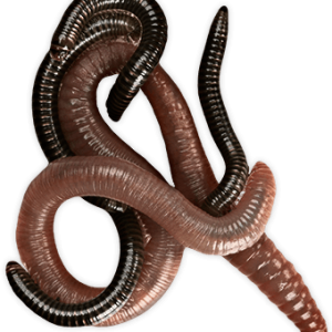earthworm worm PNG
