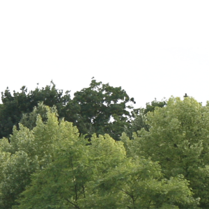 Forest PNG
