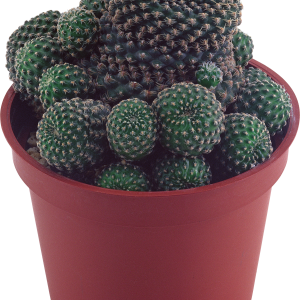 Cactus PNG image