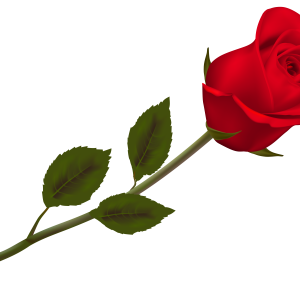 Rose PNG