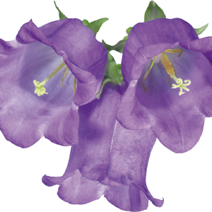 Bellflower PNG