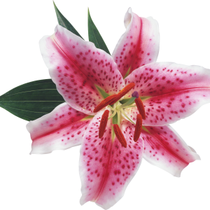 Lilium PNG