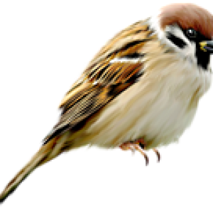 Sparrow PNG