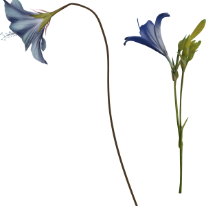 Bellflower PNG