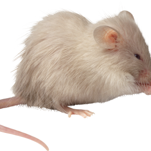 mouse, rat PNG image