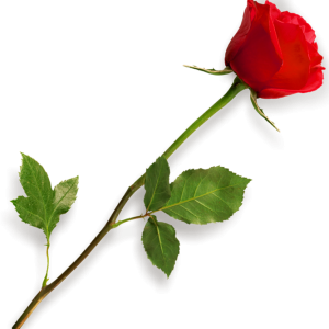 Rose PNG