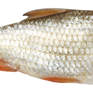 Fish PNG