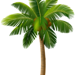 Palm tree PNG