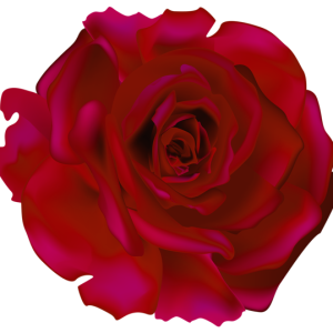 Rose PNG