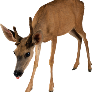 Deer PNG image