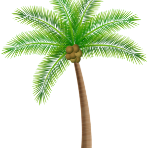 Palm tree PNG