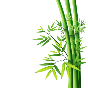 Bamboo PNG
