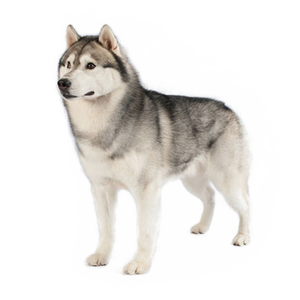 Husky PNG