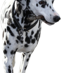 Dalmatian PNG