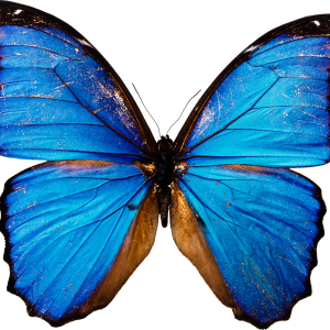 Blue butterfly PNG image