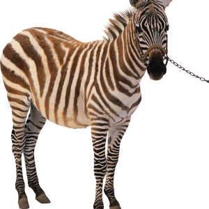 Zebra PNG image