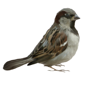 Sparrow PNG