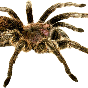 Spider PNG image