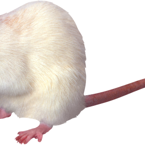 mouse, rat PNG image