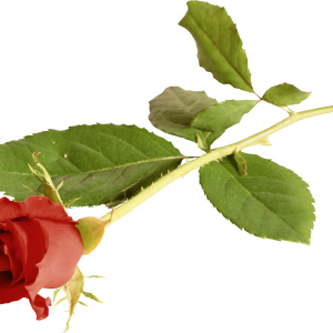 Rose PNG