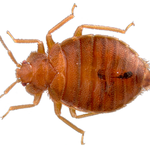 Bed bug PNG