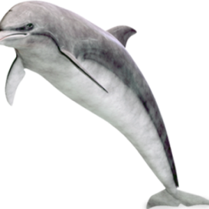 Dolphin PNG