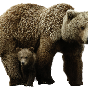 bear PNG