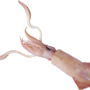 Squid PNG