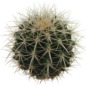 Cactus PNG image