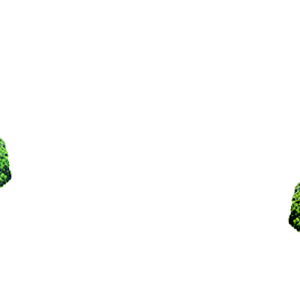 Forest PNG