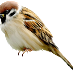 Sparrow PNG