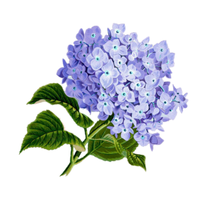 Lilac PNG
